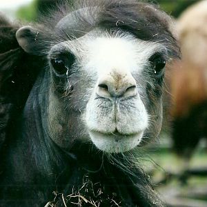 Bactrian Camel 21st May 2013