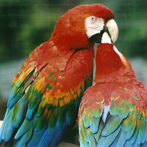 Green-winged x Scarlet Macaws 21st May 2013