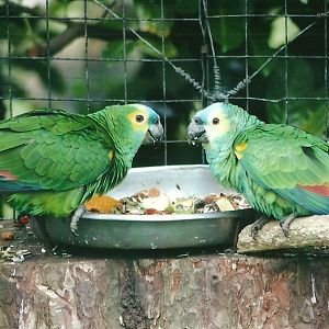 Blue-fronted Amazons 21st May 2013