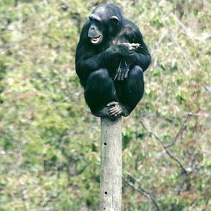 Chimpanzee 21st May 2013