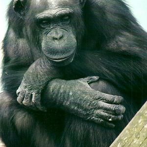 Chimpanzee 21st May 2013