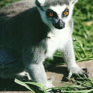 Ring-tailed Lemur 21st May 2013