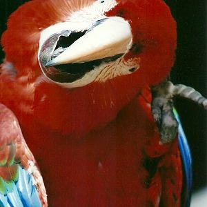 Green-winged x Scarlet Macaw 21st May 2013