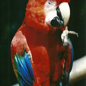 Green-winged x Scarlet Macaw 21st May 2013