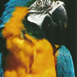 Blue and Yellow Macaw 21st May 2013