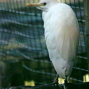 Cattle Egret 21st May 2013