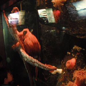 Giant pacific octopus