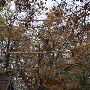 white-cheeked Gibbon