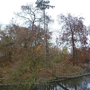 white-cheeked Gibbon's island