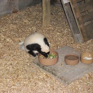 Playdale Farm Park, Scarborough, 2nd August 2013