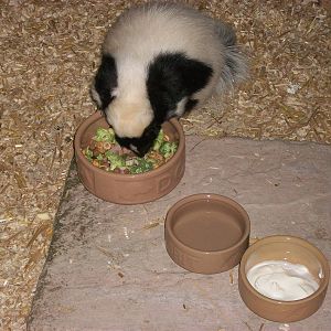 Playdale Farm Park, Scarborough, 2nd August 2013