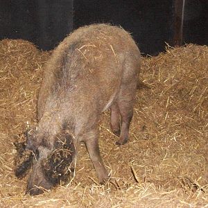 Playdale Farm Park, Scarborough, 2nd August 2013