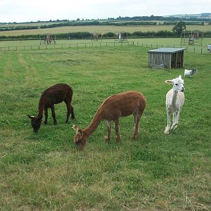 Playdale Farm Park, Scarborough, 2nd August 2013