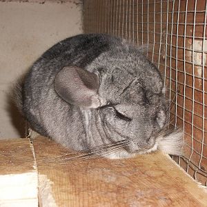 Playdale Farm Park, Scarborough, 2nd August 2013