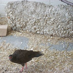 Playdale Farm Park, Scarborough, 2nd August 2013