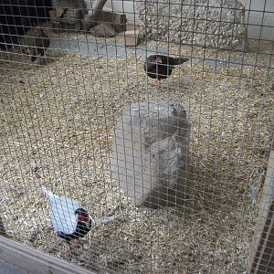 Playdale Farm Park, Scarborough, 2nd August 2013