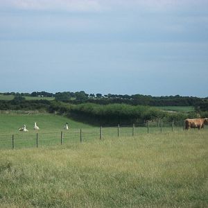 Playdale Farm Park, Scarborough, 2nd August 2013