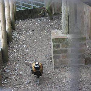 Playdale Farm Park, Scarborough, 2nd August 2013