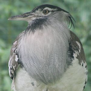 IMG_1188_Kori_bustard