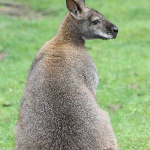 IMG_1196_wallaby