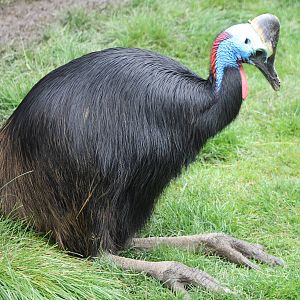 IMG_1200_Cassowary