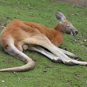 IMG_1203_Red_giant_kangaroo