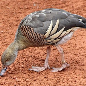 IMG_1232_whistling_duck