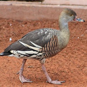 IMG_1233_whistling_duck
