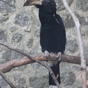 Silvery-cheeked hornbill