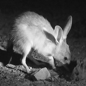 Bilby and sticknest rat