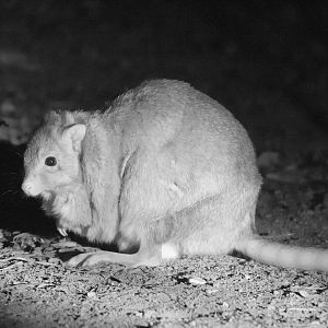 Burrowing Bettong