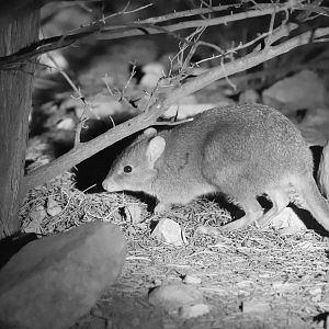 Brushtailed Bettong