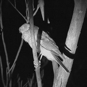 Collared Sparrowhawk - wild bird