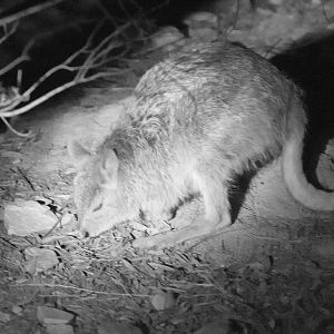 Spectacled Harewallaby