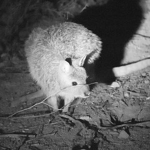 Spectacled Harewallaby