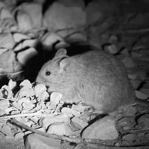 Greater Sticknest Rat