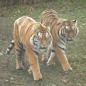 Vladimir & sayan 15-11-13