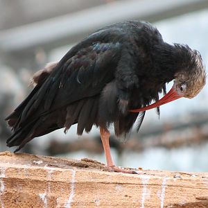 Southern bald ibis young bird