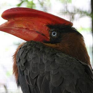 Philippine rufous hornbill