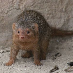 Dwarf mongoose