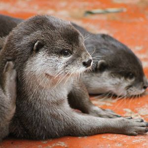 Oriental small-clawed otters