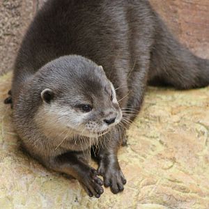IMG_1280_oriental_small_clawed_otter