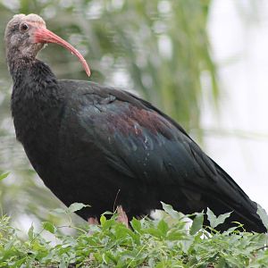 Southern bald ibis young bird