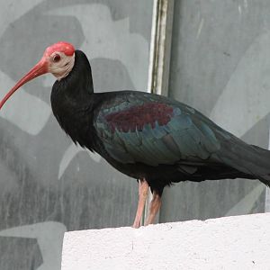 Southern bald ibis adult