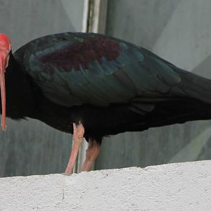 Southern bald ibis adult