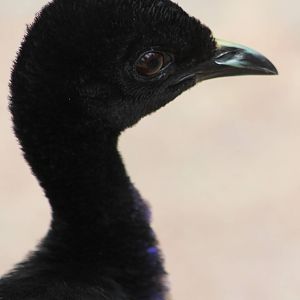 Grey-winged trumpeter