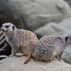 Meerkats