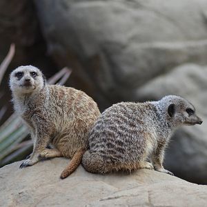 Meerkats
