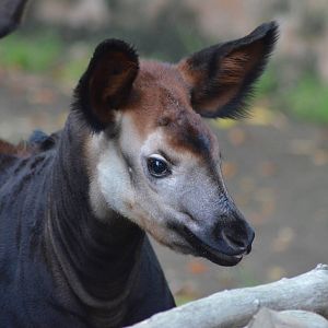 Baby Okapi