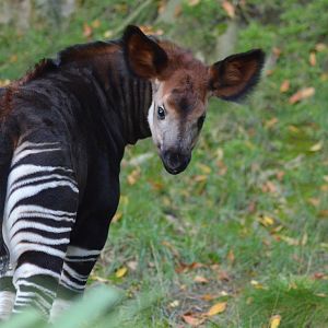 Baby Okapi